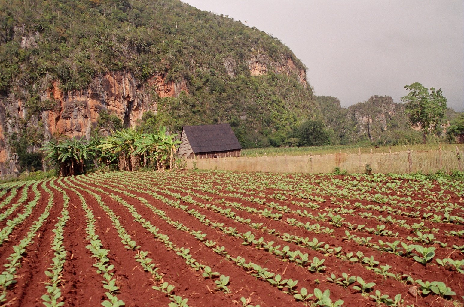 Vega y casa de tabaco entre los mogotes de Viñales, Pinar del Río