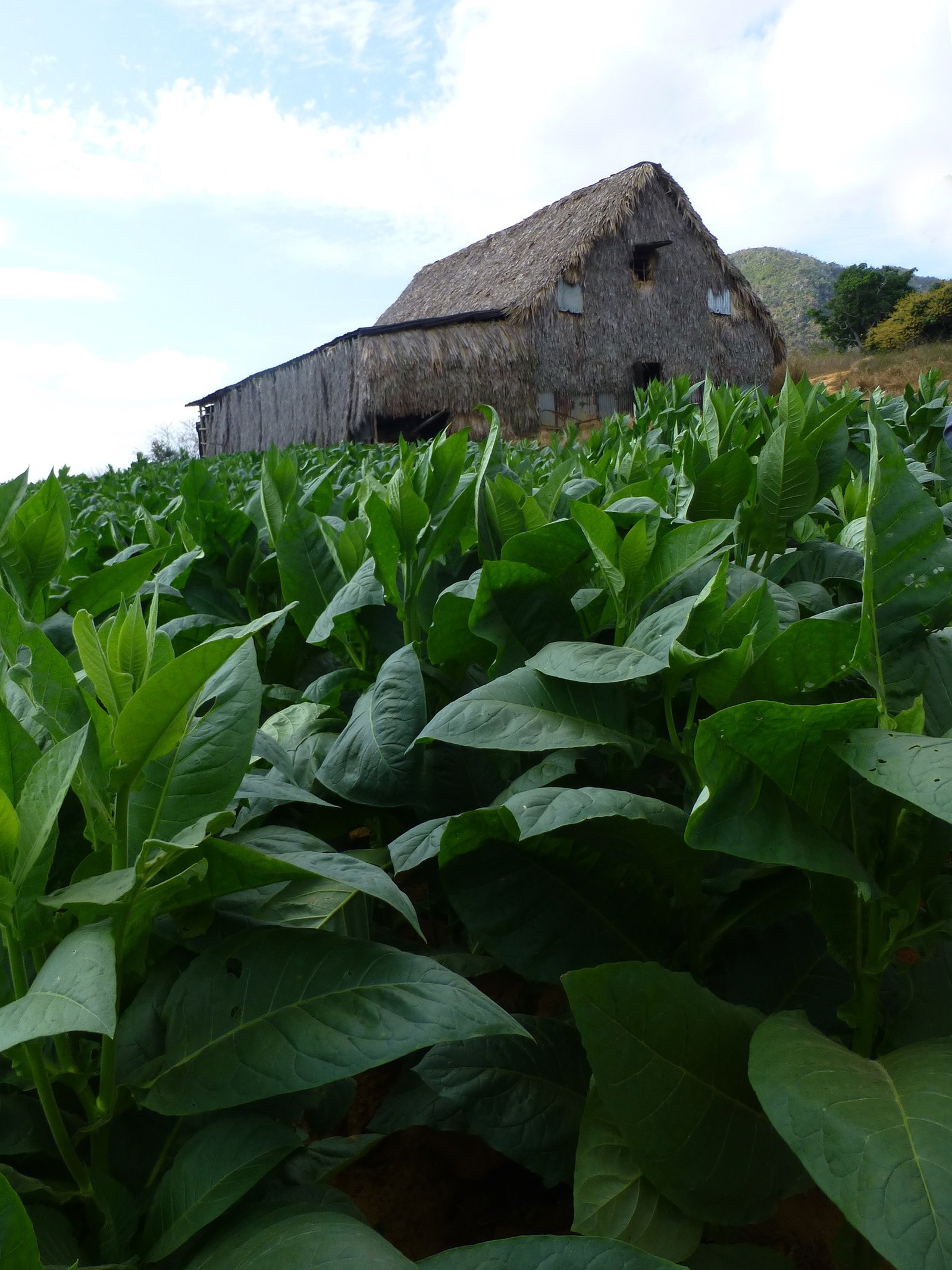 Plantación de tabaco y secadero tradicional en Viñales, Pinar del Río