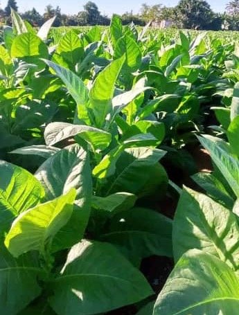 Hojas de tabaco en una vega de Pinar del Río